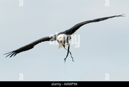 Bald Eagle Haliaeetus leucocephalus Stock Photo