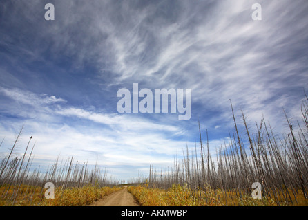 Burnt trees in Northern Saskatchewan Stock Photo