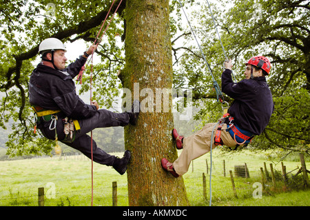 Instructor showing young man how climb a tree on a tree climbing course for tourists at Brechfa Carmarthenshire Wales UK Stock Photo