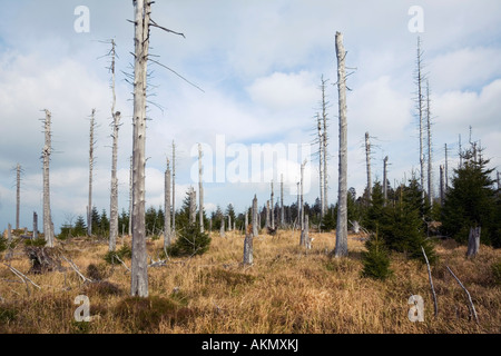 Dead trees damaged by acid rain on Mt Brocken Harz Lower Saxony Germany Stock Photo