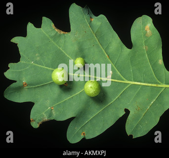 Oak leaf cherry gall cynipid Cynips quercusfolii gall on young oak leaf in spring Stock Photo