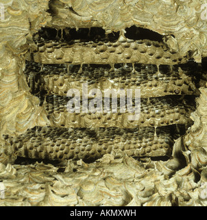 Side wall of large wasps nest open to showing old combs in winter Stock Photo