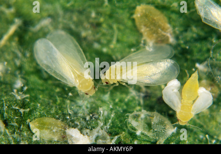 Glasshouse whitefly Trialeurodes vaporariorum newly hatched adults also scales pupae Stock Photo