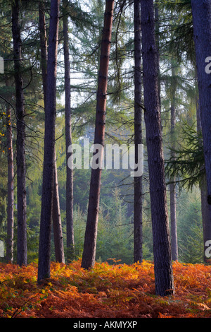 Autumn in a New Forest pine inclosure, New Forest National Park, Hampshire Stock Photo