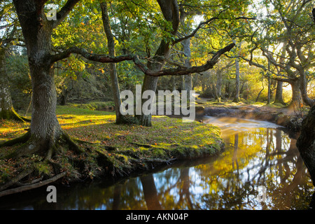 Early morning sunshine lights up this forest scene at Ober Water, New Forest, Hampshire Stock Photo