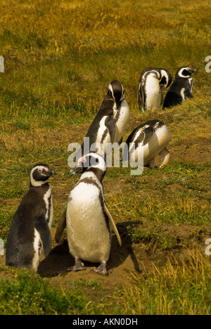 Magellanic Penguins on the Straits of Magellan near Punta Arenas, Chile Stock Photo