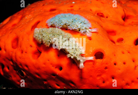 Two Lettuce sea slugs Tridachia crispata Netherlands Antilles Bonaire Caribbean Sea Stock Photo
