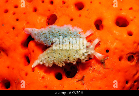 Two Lettuce sea slugs Tridachia crispata Saint Lucia French West Indies Caribbean Sea Stock Photo
