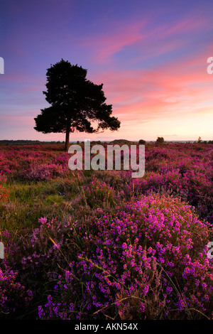 Bell heather in full bloom on the New Forest heathland, New Forest National Park, Hampshire Stock Photo