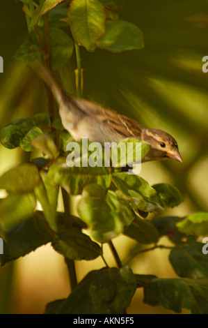House Sparrow Passer domesticus House Sparrow Passer domesticus