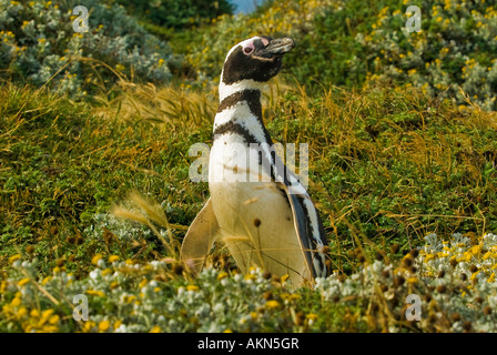 Magellanic Penguins on the Straits of Magellan near Punta Arenas, Chile Stock Photo