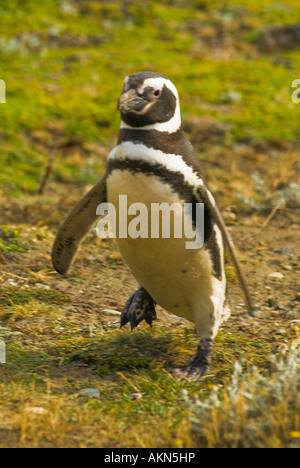 Magellanic Penguins on the Straits of Magellan near Punta Arenas, Chile Stock Photo