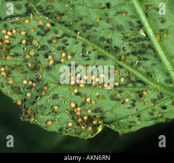 Cotton aphids Aphis gossypii with several parasitised by parasitoid wasp Aphidius Stock Photo