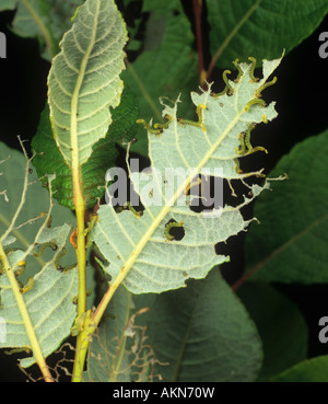 Young lesser willow sawfly Nematus pavidus larvae on damaged willow leaves Stock Photo