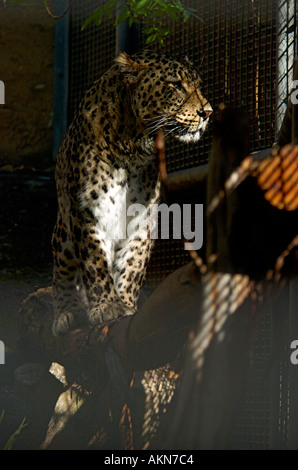 Leopard Panthera pardus Stock Photo