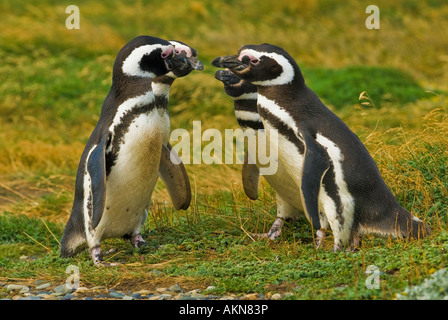 Magellanic Penguins on the Straits of Magellan near Punta Arenas, Chile Stock Photo