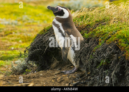 Magellanic Penguins on the Straits of Magellan near Punta Arenas, Chile Stock Photo