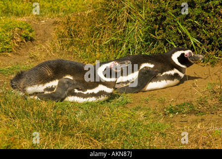 Magellanic Penguins on the Straits of Magellan near Punta Arenas, Chile Stock Photo