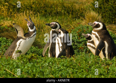 Magellanic Penguins on the Straits of Magellan near Punta Arenas, Chile Stock Photo