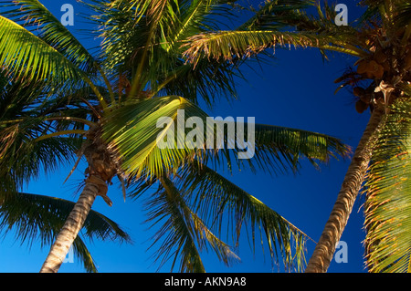 Eagle Beach, Aruba, Lesser Antilles, Caribbean Stock Photo