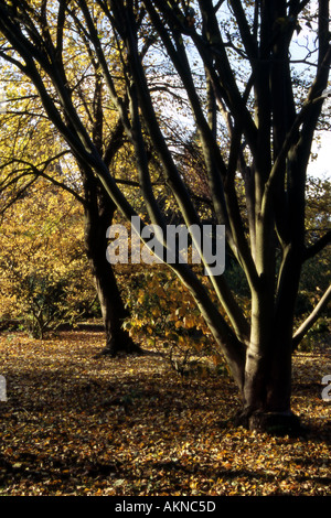 Autumn colour from Beech trees Cannock Chase Country Park AONB (area of ...