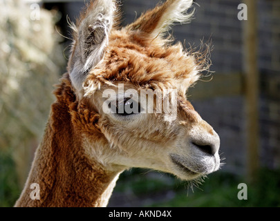 Brown Alpaca (vicugna pacos) Stock Photo