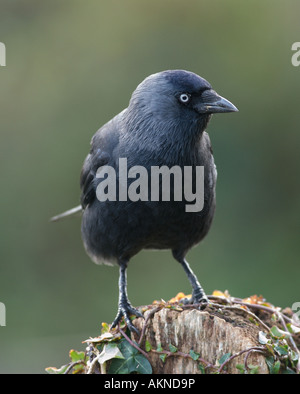 Jackdaw Corvus monedula smaller member of the crow family an intelligent omnivorous bird Stock Photo