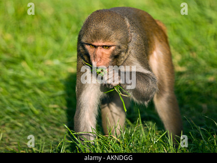 Rhesus Monkey (macaca mulatta) eating Grass Stock Photo