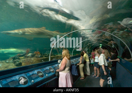 Shark Tank in the Aquarium, Darling Harbour, Sydney, New South Wales, Australia Stock Photo