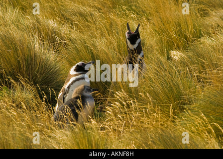 Magellanic Penguins on the Straits of Magellan near Punta Arenas, Chile Stock Photo