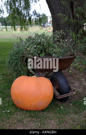 Pumpkin field and wheelbarrow. New York State, USA Stock Photo