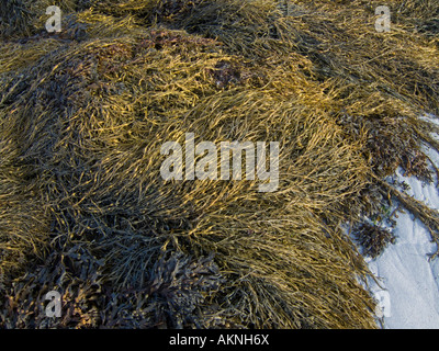 Clumps of bladder wrack seaweed growing on rocks on a beach in Connemara Galway Ireland Stock Photo