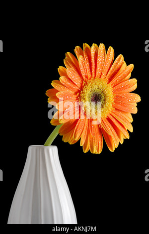 Gerbera Flower In A Black Vase On A Gray Background With A Colored Base 