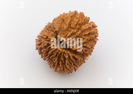 A macrophotograph of a nut of the black Walnut (Juglans nigra). France. Macrophotographie d'une noix de noyer noir (France). Stock Photo