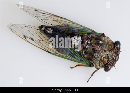 Angled top view of cicada Tibicen pruinosa buzzing winged insect on white background Stock Photo