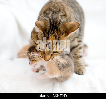 A kitten about 2 weeks being picked up by its mother Stock Photo