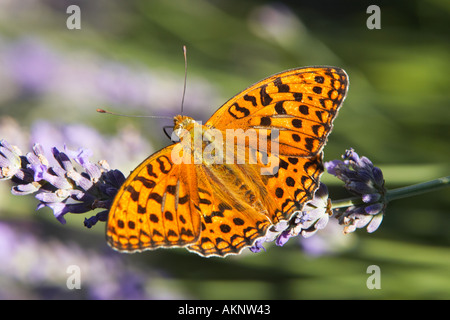 Queen of Spain Fritillary butterfly on lavender, Europe Stock Photo