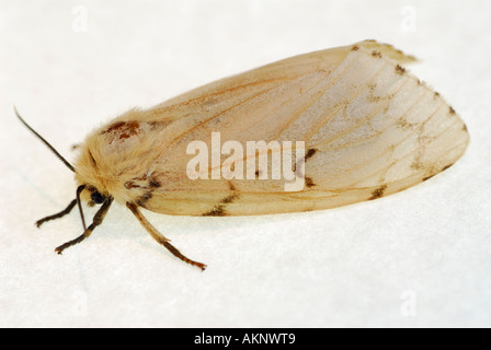 A female Gypsy Moth (Lymantria dispar dispar) laying eggs, shot in ...