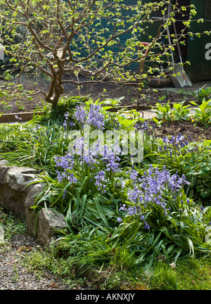 BLUEBELLS IN GARDEN UK Stock Photo