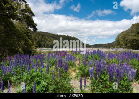 Wild Lupins just off the Milford to Te Anau Road, Fiordland, South Island, New Zealand Stock Photo