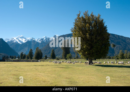 Sheep farm with a view of Mount Cook and Mount Tasman from near Lake Matheson, Fox Glacier, South Island, New Zealand Stock Photo
