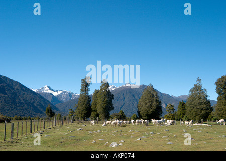 Sheep farm near Fox Glacier, South Island, New Zealand Stock Photo