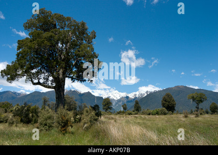 View towards Mount Cook and Mount Tasman at Lake Matheson, near Fox Glacier, South Island, New Zealand Stock Photo