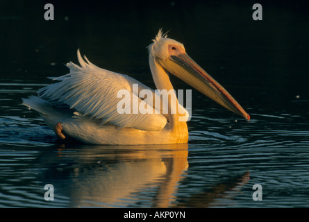 African White Pelican (Pelecanus onocrotalus) floating at dawn on Lake Nakuru National Park, Kenya. Stock Photo