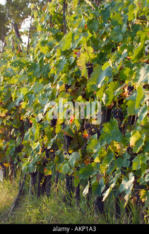 Red grapes on grapevine just before harvesting Stock Photo - Alamy