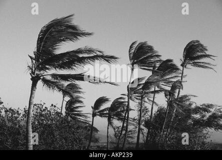 Strong winds bend palm trees on the west side of Maui. Stock Photo