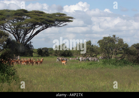 gazelles and zebras in kimana wildlife reserve Stock Photo