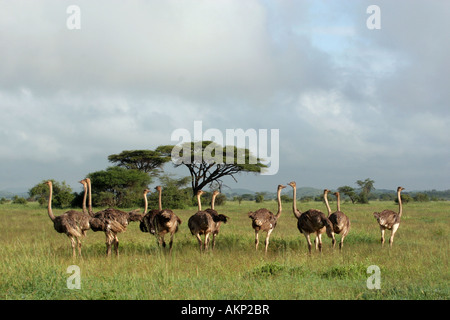 ostriches in kimana wildlife reserve Stock Photo