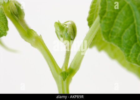 The apical terminal bud and stems of a plant. Apical buds grow out of the apical meristems. Stock Photo
