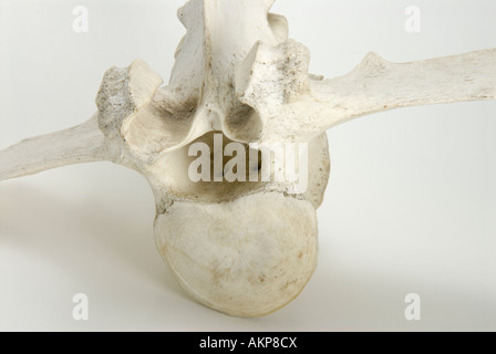 Lumbar vertebra from an American Bison Stock Photo